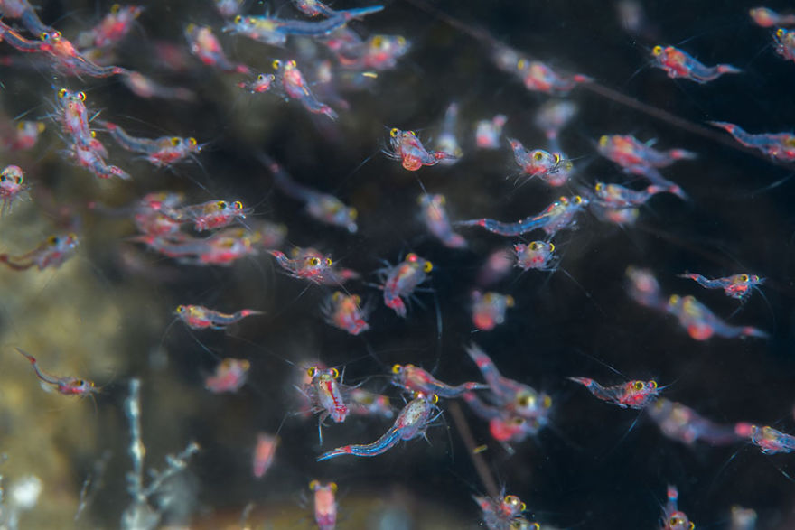 British Waters Macro Category: "Swarm" By Rick Ayrton, UK