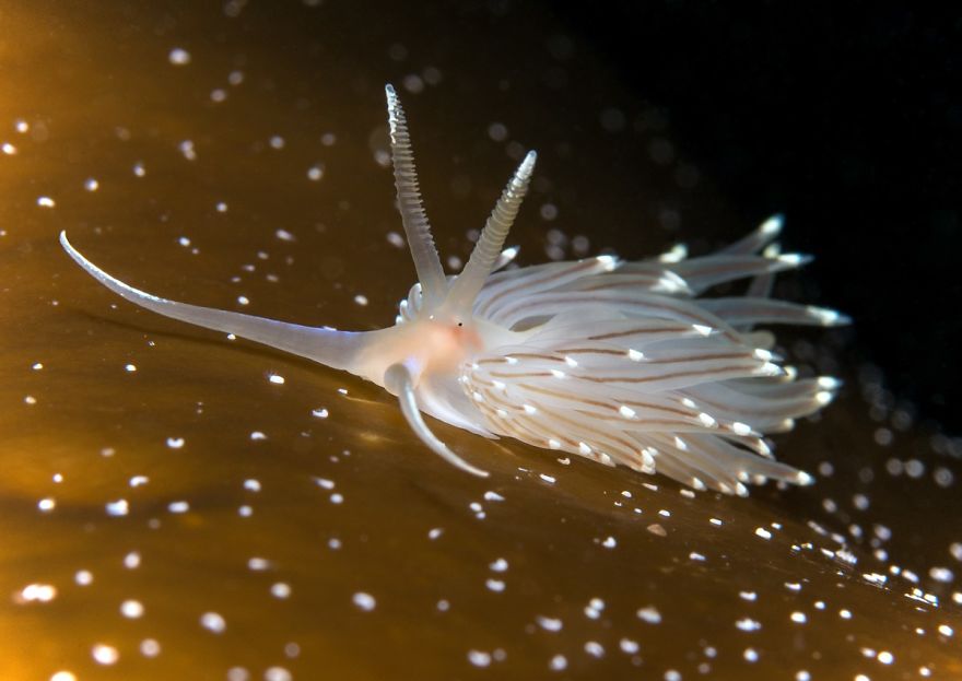 British Waters Macro Category: "Nudibranch Across The Kelp" By Trevor Rees, UK