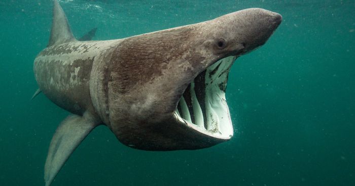 The Winners Of The 2018 Underwater Photographer Of The Year Contest Will Take Your Breath Away