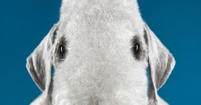 Explore The Amazing World Of Dog Breeds Through Our Series Of Expressive Portraits (16 Pics)