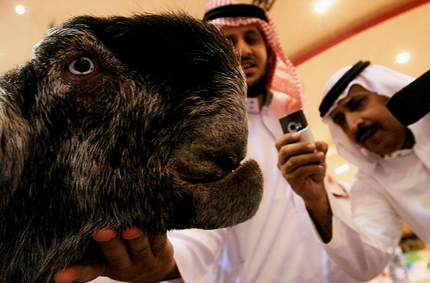 Black goat with weird face and people photograph it