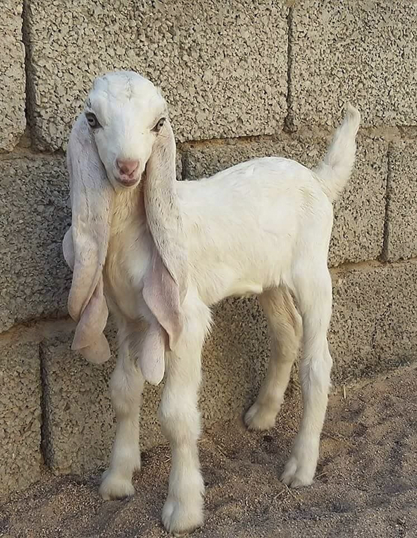 White goat with long ears standing