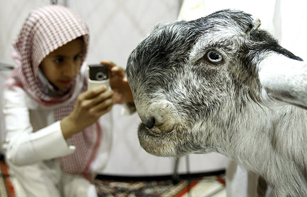 Gray goat with weird face and person photograph it