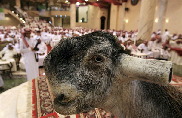 Gray and black closeup goat with weird face and ears