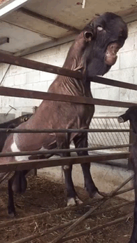 Black goat with weird face looking