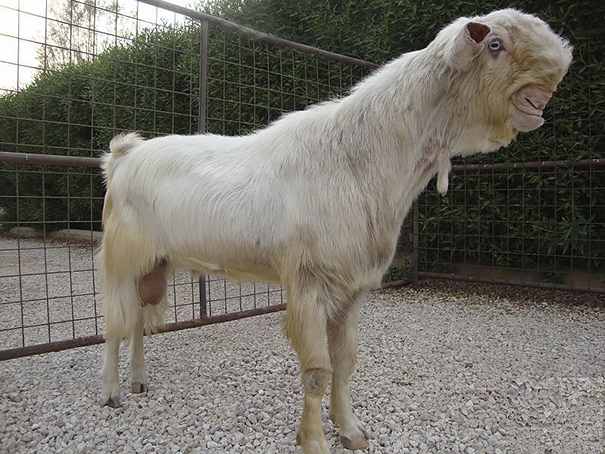 White goat with weird face looking