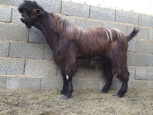 Black goat with weird face standing