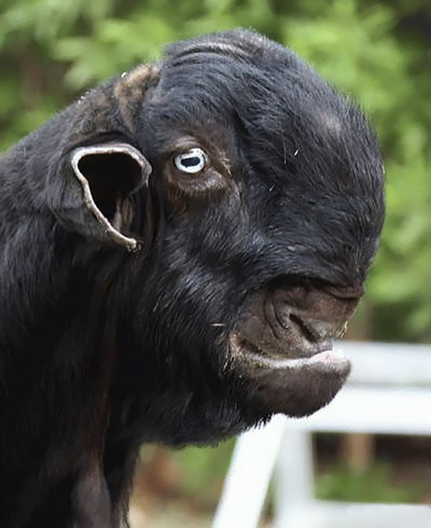 Closeup black goat with weird face looking