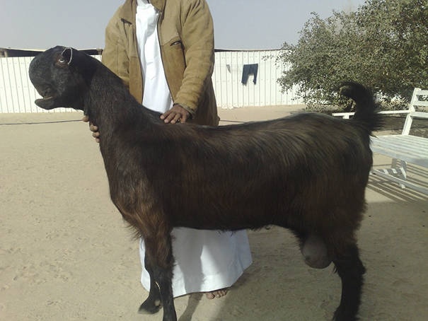 Long black goat with weird face and person holding it