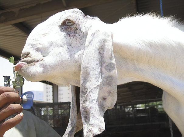 White goat with weird face eating leave