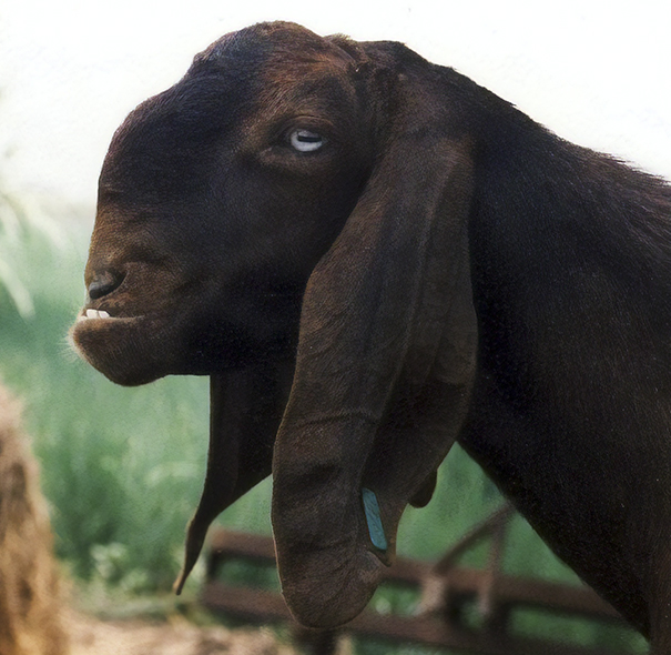 Closeup black goat with weird face looking