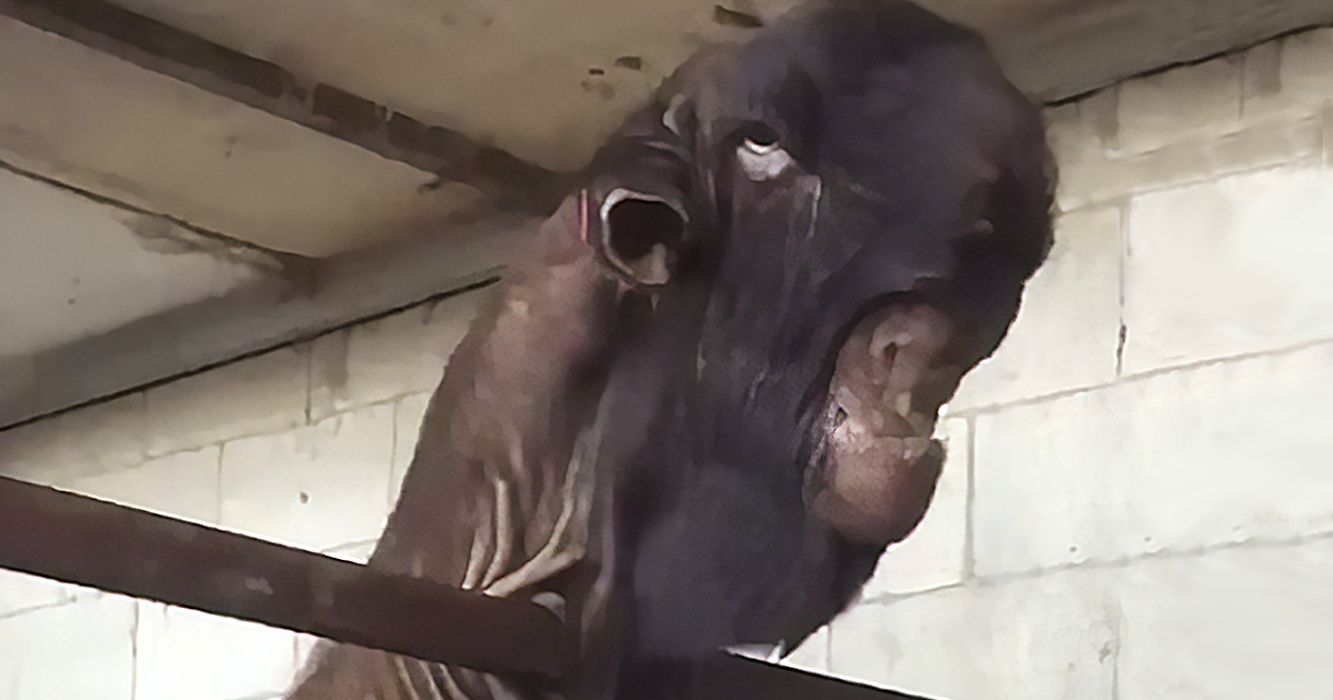 Damascus Goat: From The Cutest To The Ugliest