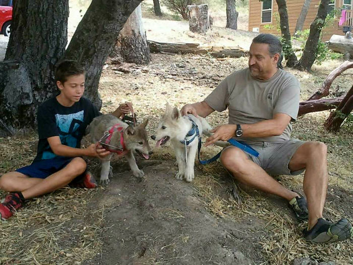 When Children Saw A Pack Of Wolf Ambassadors Their Reaction Was Priceless