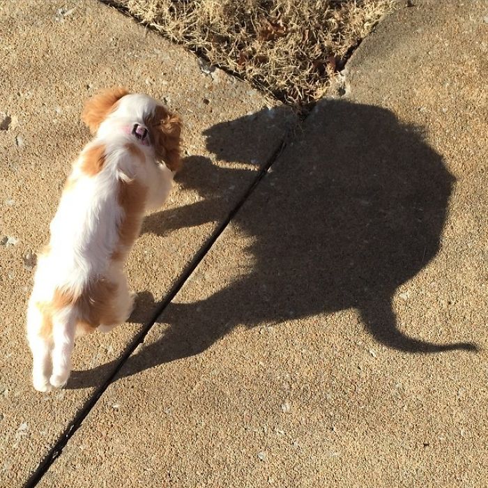 That Shadow!