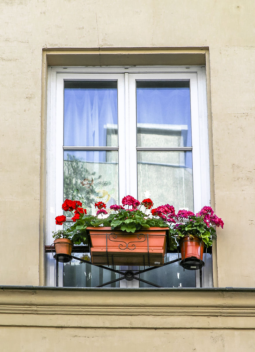 Flowery Windows