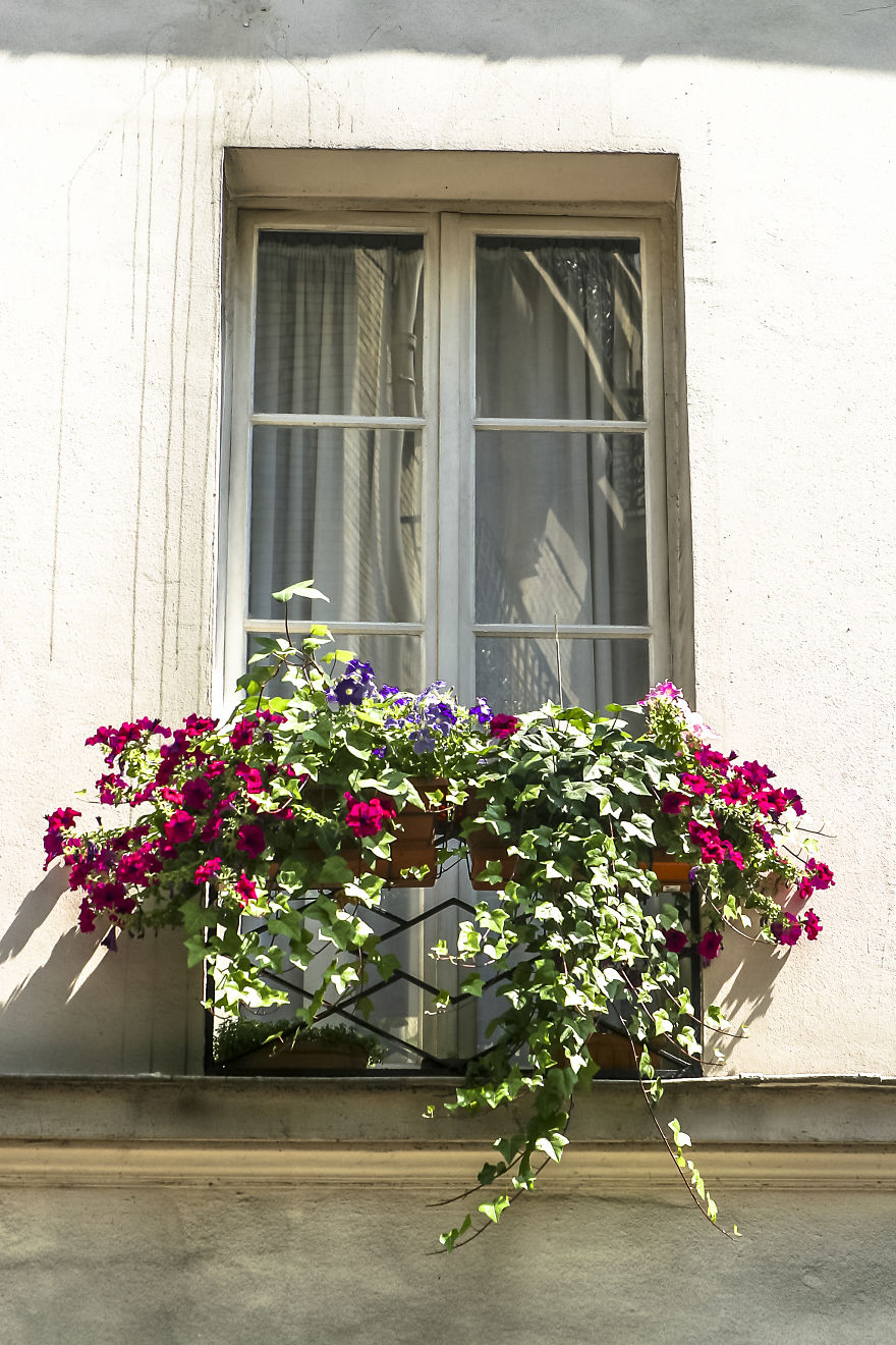 Flowery Windows