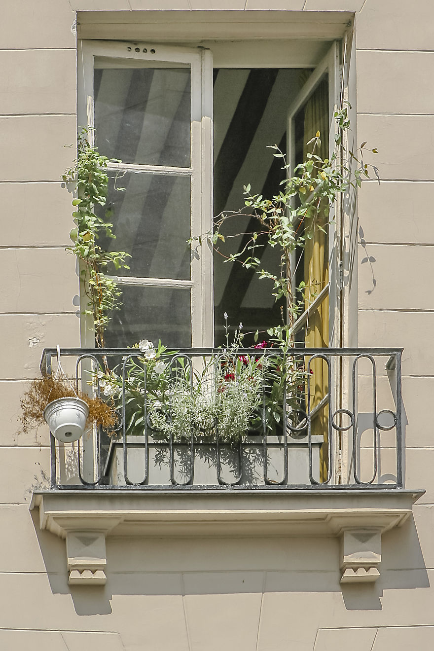 Flowery Windows