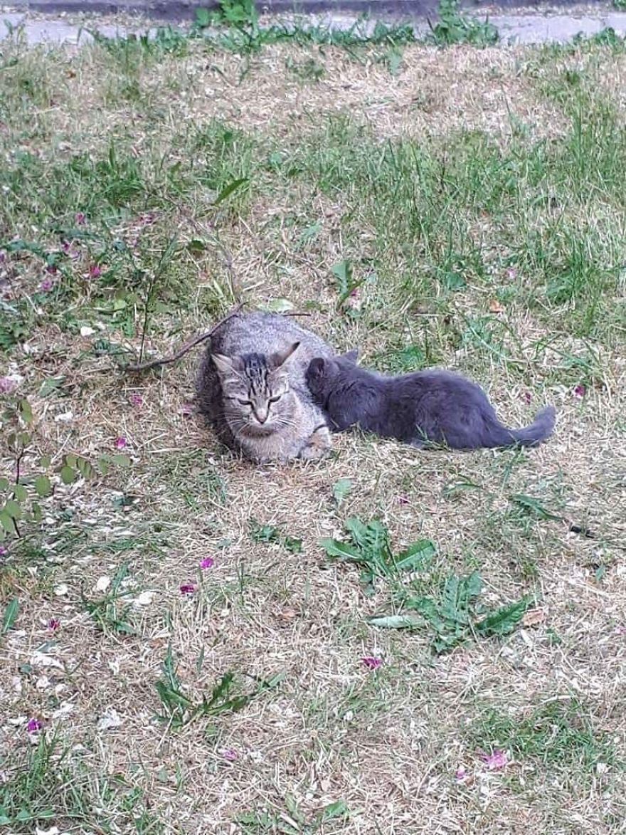 Stray Cats Need Medical Care