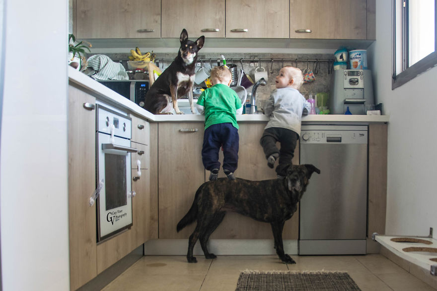 Climbing On The Dogs To Get To The Cookies