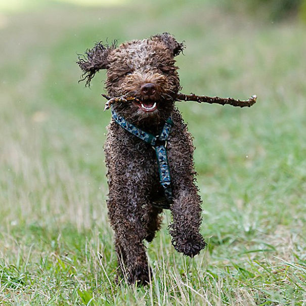 Lagotto Romagnolo