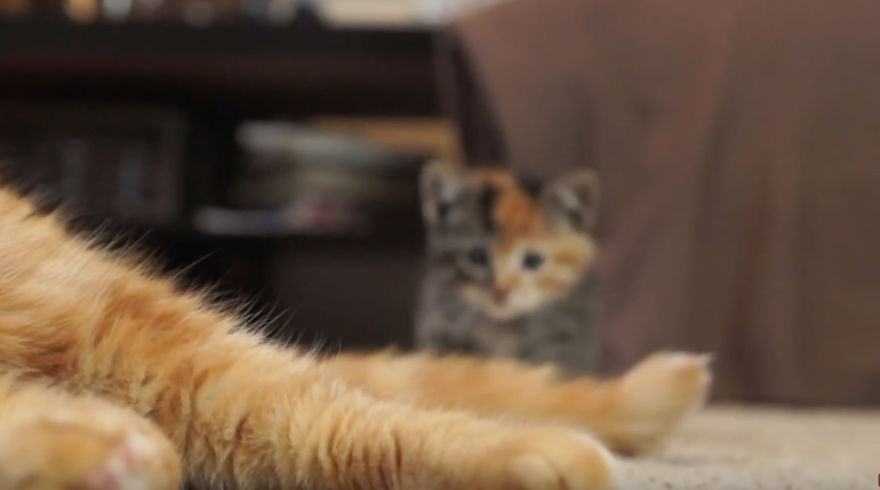 Cat Meets Kitten For The First Time (7 Steps Of Acceptance) Cat Meets Kitten For The First Time (7 Steps Of Acceptance)