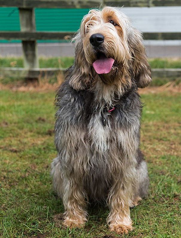 Otterhound