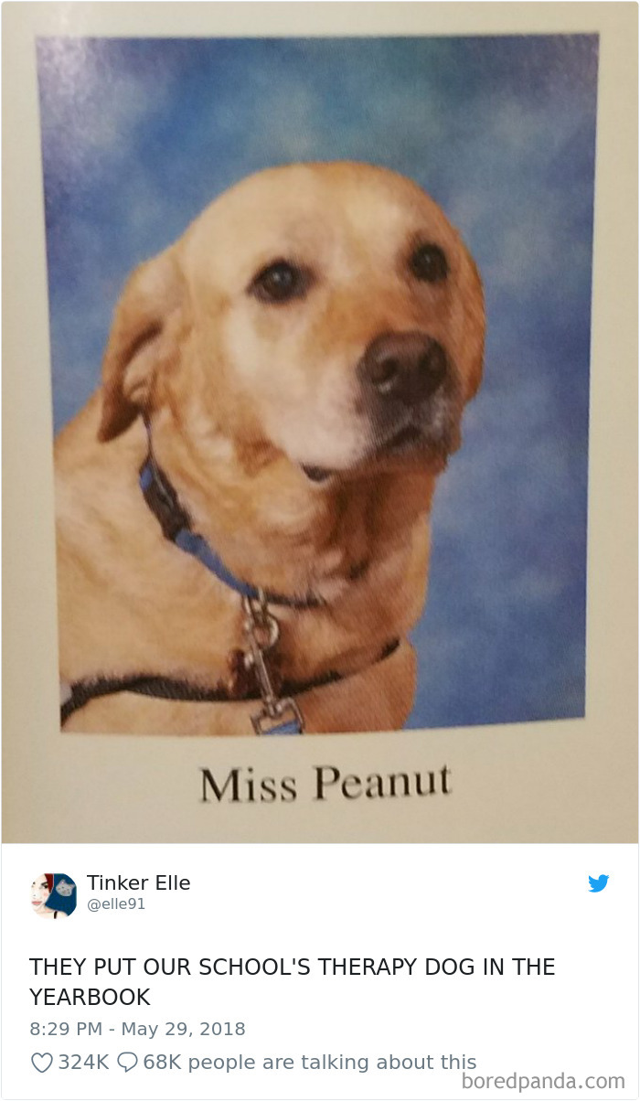 Hilarious-Dog-Tweets