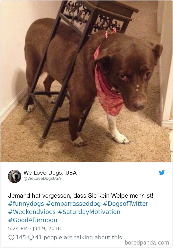Hilarious-Dog-Tweets