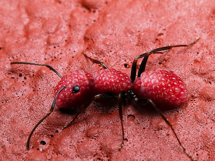Animals Photoshopped Into Plants
