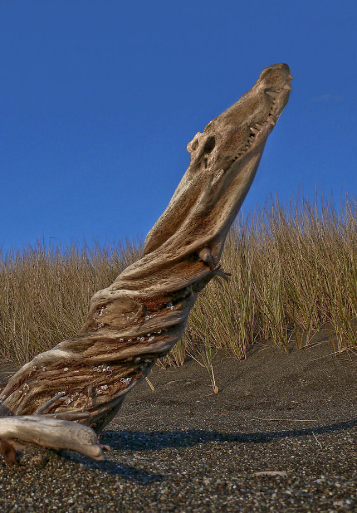 Animals Photoshopped Into Plants