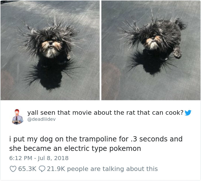 Hilarious-Dog-Tweets