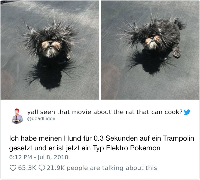 Hilarious-Dog-Tweets