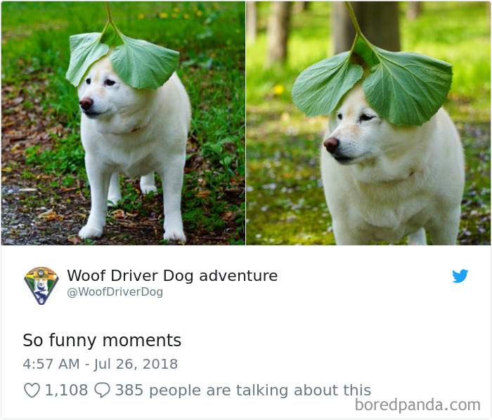 Hilarious-Dog-Tweets