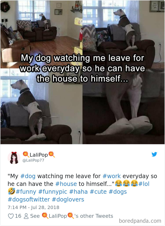 Hilarious-Dog-Tweets