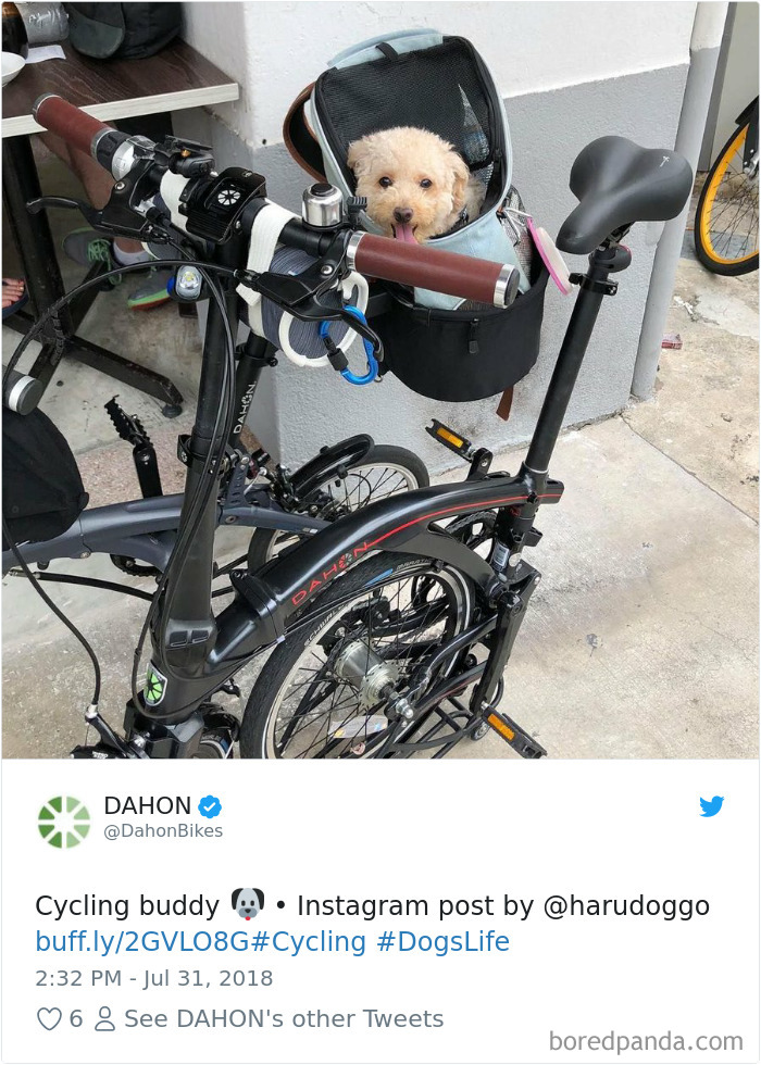 Hilarious-Dog-Tweets