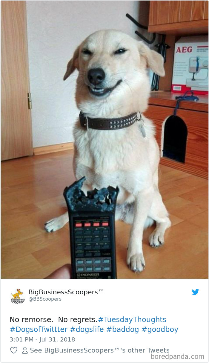 Hilarious-Dog-Tweets