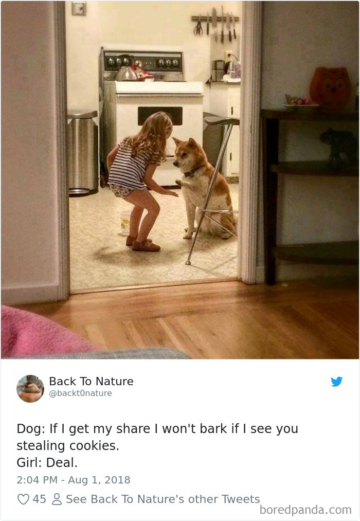 Hilarious-Dog-Tweets