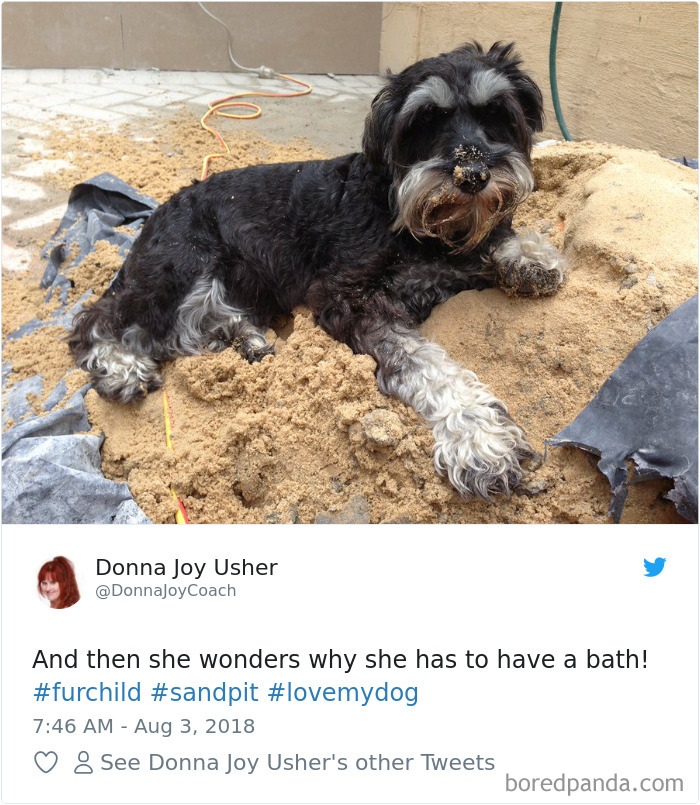 Hilarious-Dog-Tweets