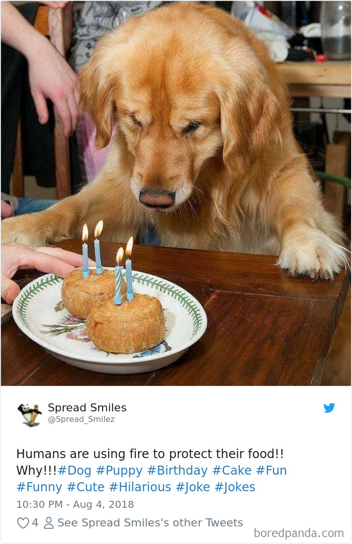 Hilarious-Dog-Tweets