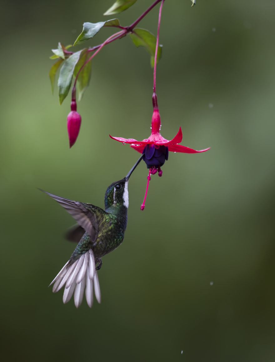19 Things To Know About Hummingbirds 19 Things To Know About Hummingbirds