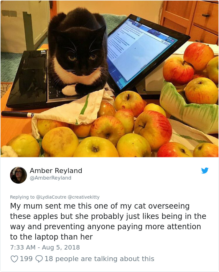 This Adorable Cat Loves Peaches And People On The Internet Are Losing Their Minds This Adorable Cat Loves Peaches And People On The Internet Are Losing Their Minds