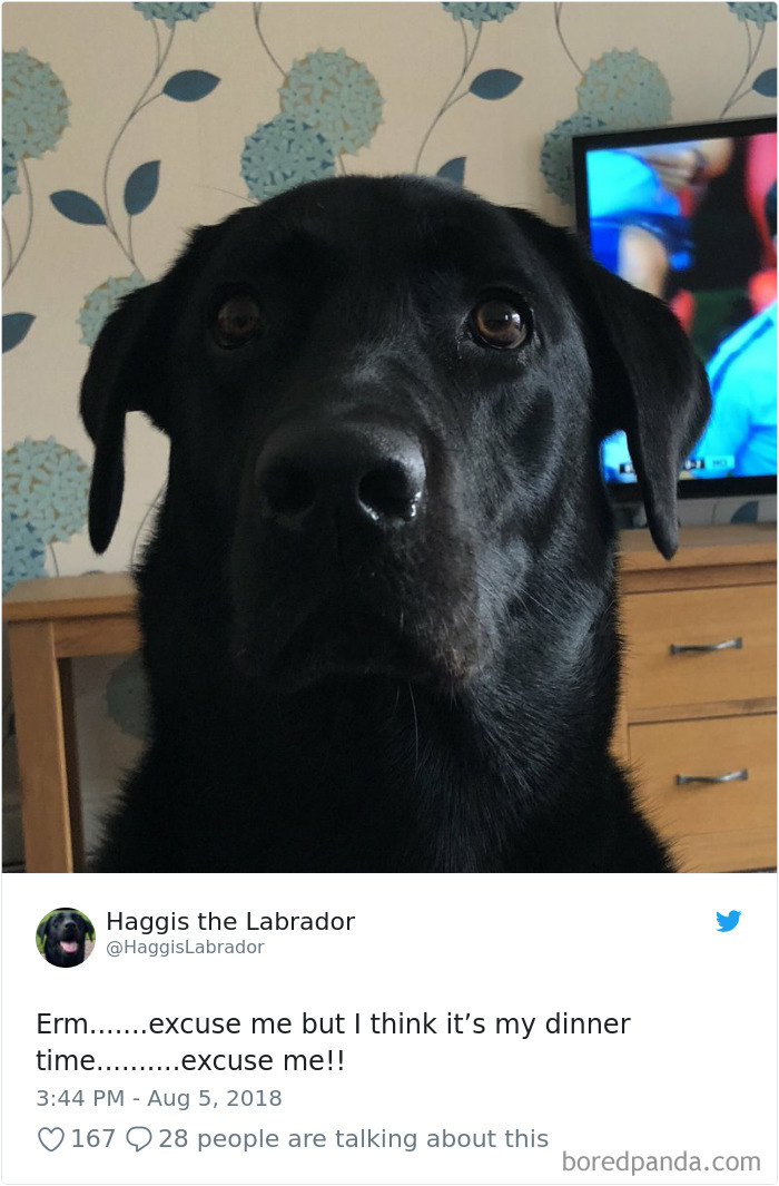 Hilarious-Dog-Tweets