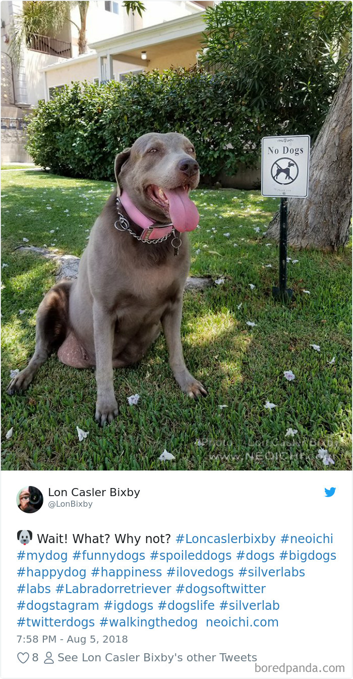 Hilarious-Dog-Tweets