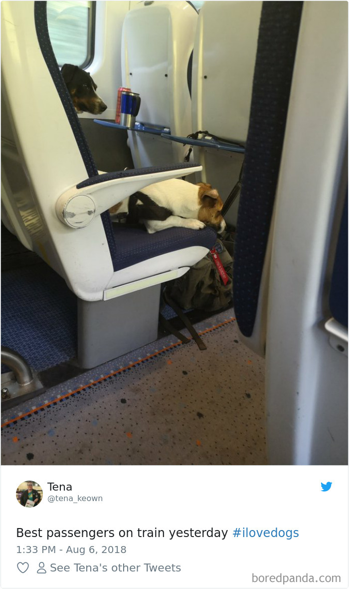 Hilarious-Dog-Tweets