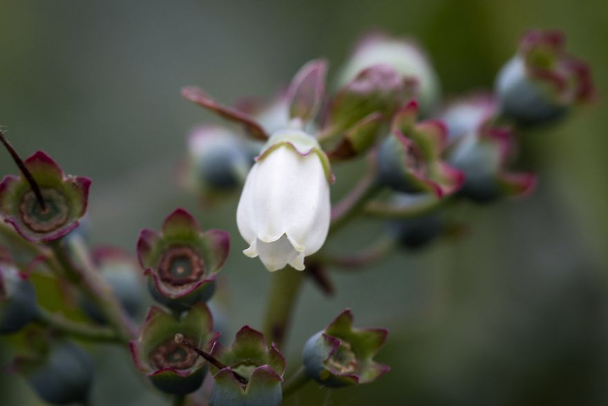 I Photographed The Life Cycle Of Blueberries, And I Couldn't Have Imagined It Being So Beautiful I Photographed The Life Cycle Of Blueberries, And I Couldn't Have Imagined It Being So Beautiful
