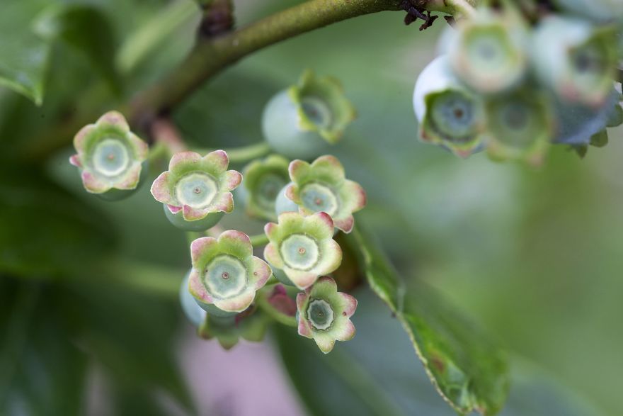 I Photographed The Life Cycle Of Blueberries, And I Couldn't Have Imagined It Being So Beautiful I Photographed The Life Cycle Of Blueberries, And I Couldn't Have Imagined It Being So Beautiful