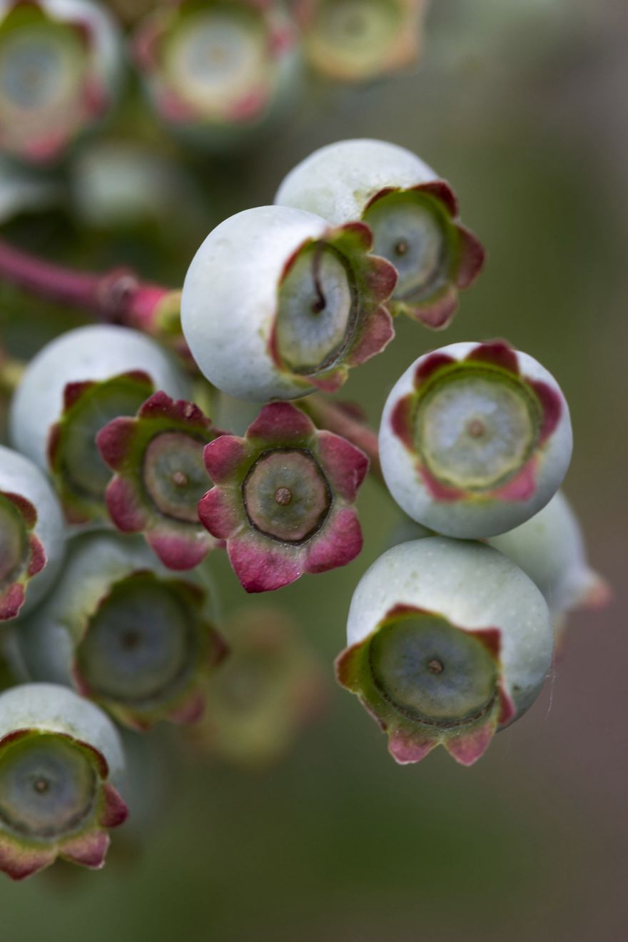 I Photographed The Life Cycle Of Blueberries, And I Couldn't Have Imagined It Being So Beautiful I Photographed The Life Cycle Of Blueberries, And I Couldn't Have Imagined It Being So Beautiful