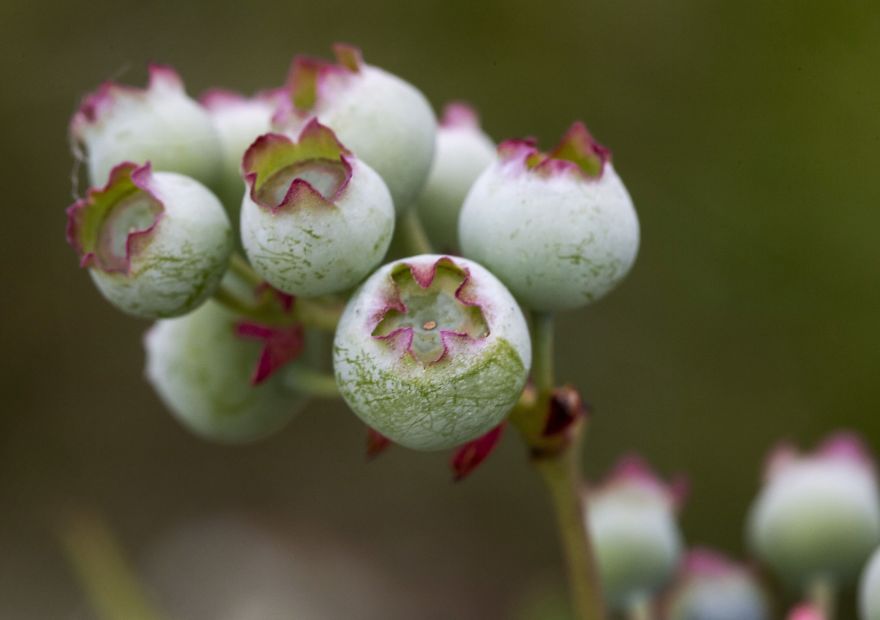 I Photographed The Life Cycle Of Blueberries, And I Couldn't Have Imagined It Being So Beautiful