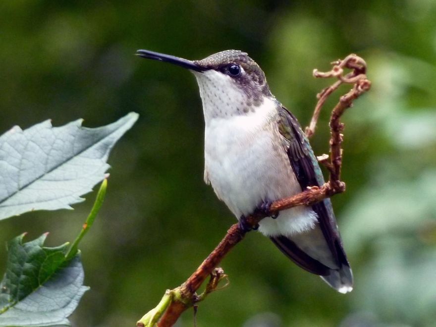 19 Things To Know About Hummingbirds