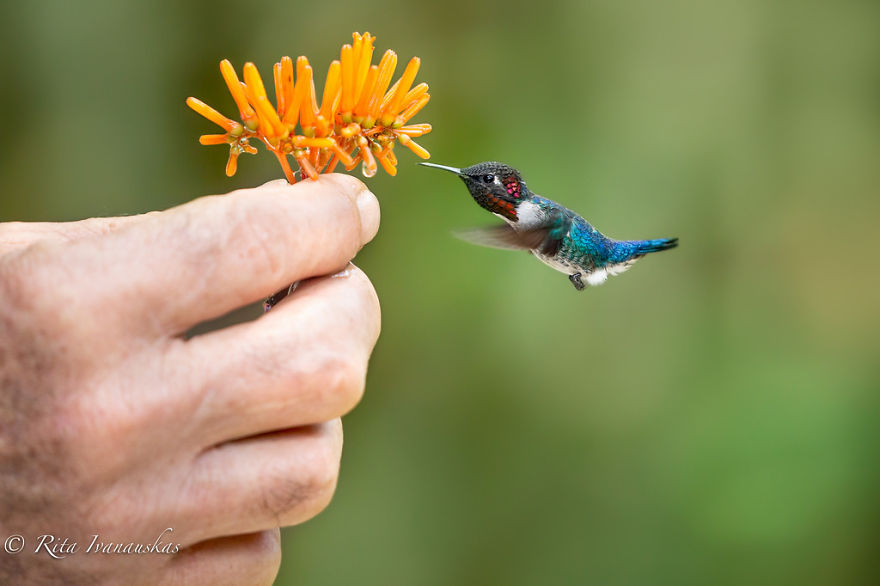 19 Things To Know About Hummingbirds